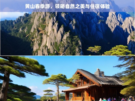 黄山春季游，领略自然之美与住宿体验，黄山春季游，自然之美与住宿体验之旅